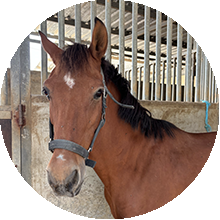 BRISA perfil caballos