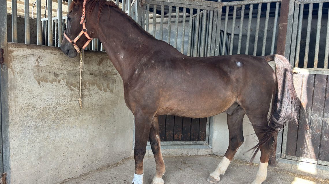 Bolero Club Hipico el Tomillar