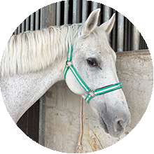 Escandalo perfil caballos